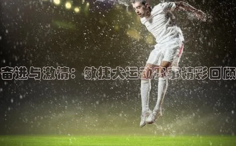 奋进与激情：敏捷犬运动赛事精彩回顾